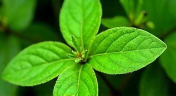 Die 6 häufigsten Fehler beim Heckenschnitt
