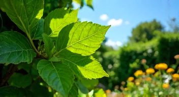 Pflege und Nachsorge der Hecke (7/10)